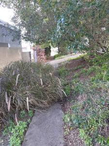 BirdwoodPathOvergrown